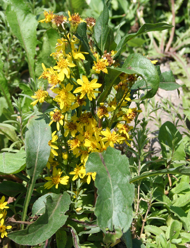 Image of Solidago virgaurea ssp. dahurica specimen.