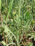 genus Papaver