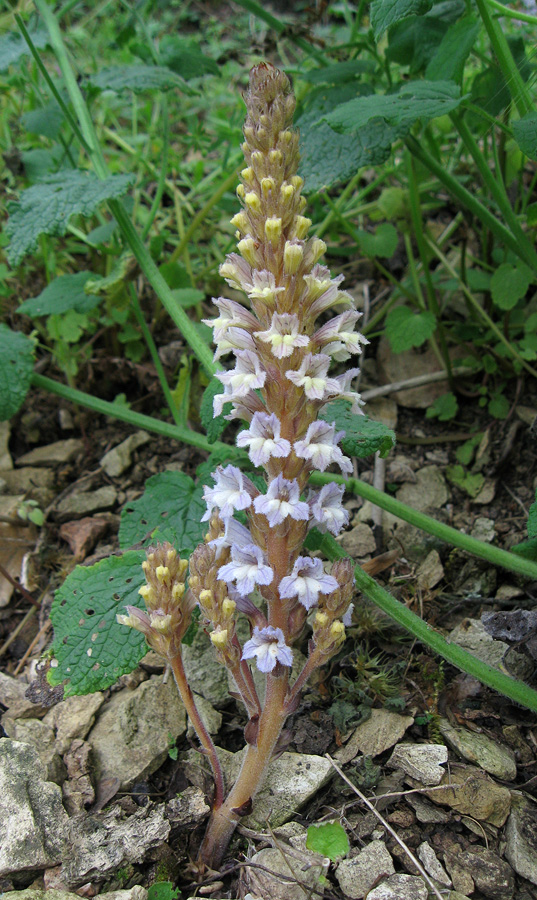 Image of Phelipanche gussoneana specimen.