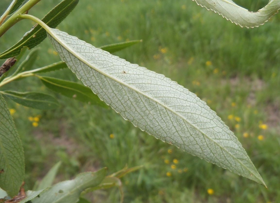 Image of genus Salix specimen.