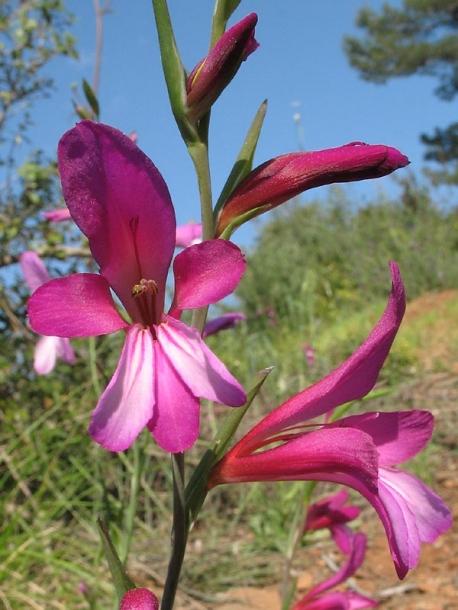 Image of Gladiolus italicus specimen.