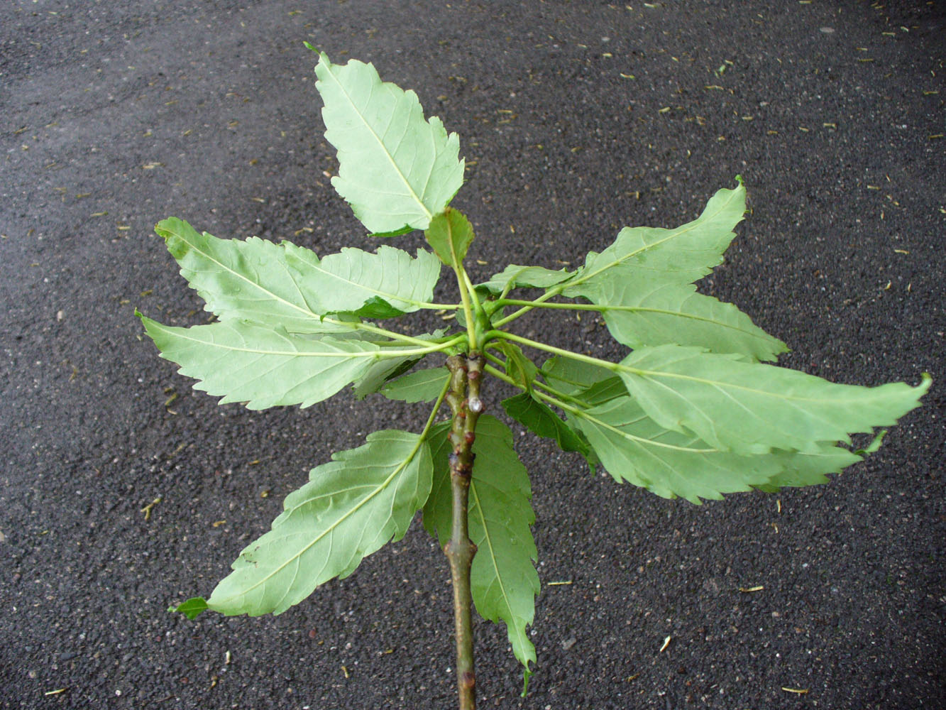 Image of Fraxinus excelsior var. diversifolia specimen.