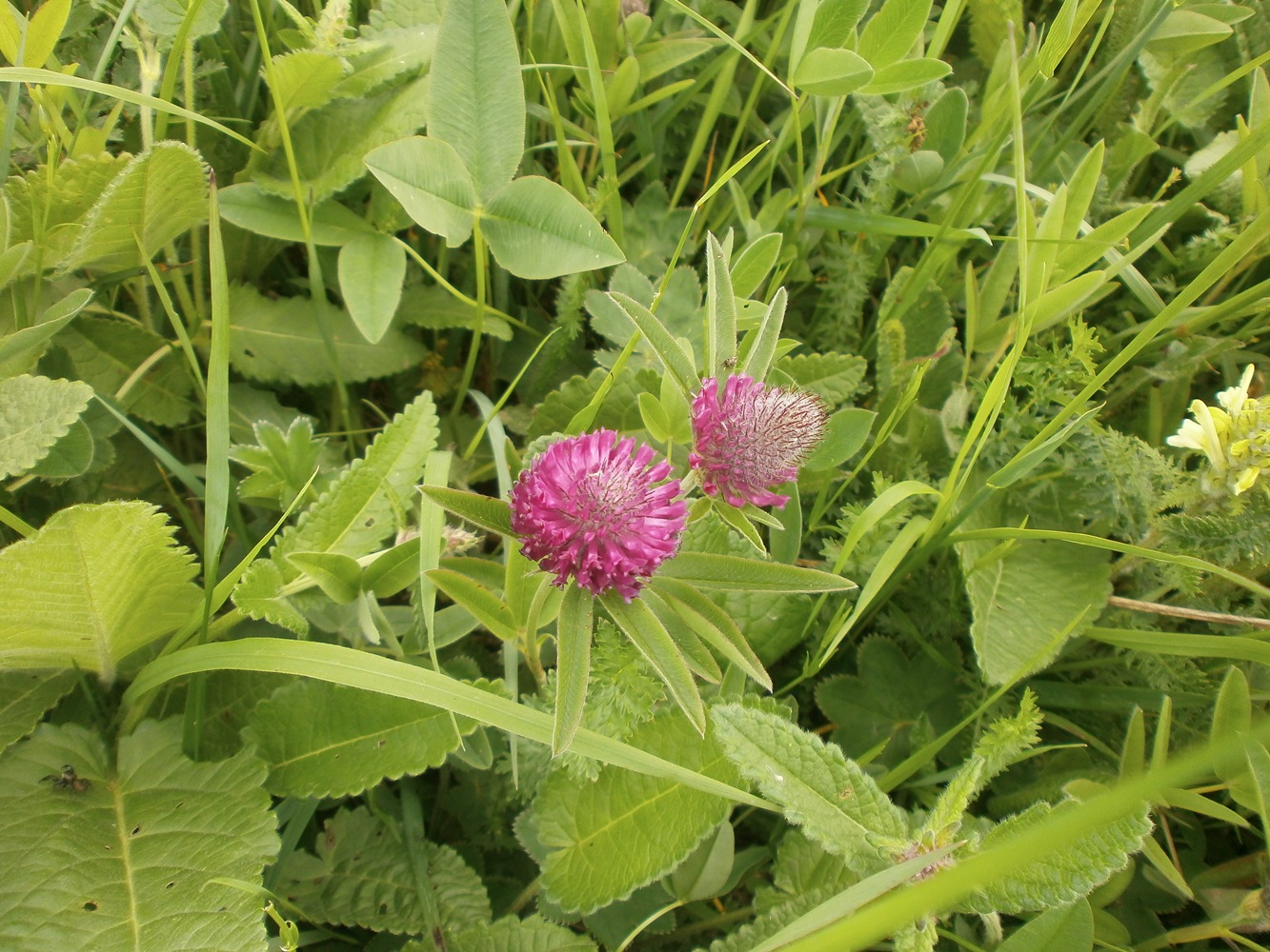 Изображение особи Trifolium alpestre.