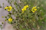 Potentilla argentea. Верхушка цветущего растения. Ленинградская обл., Ломоносовский р-н, окр. дер. Низино, обочина дороги. 06.07.2014.