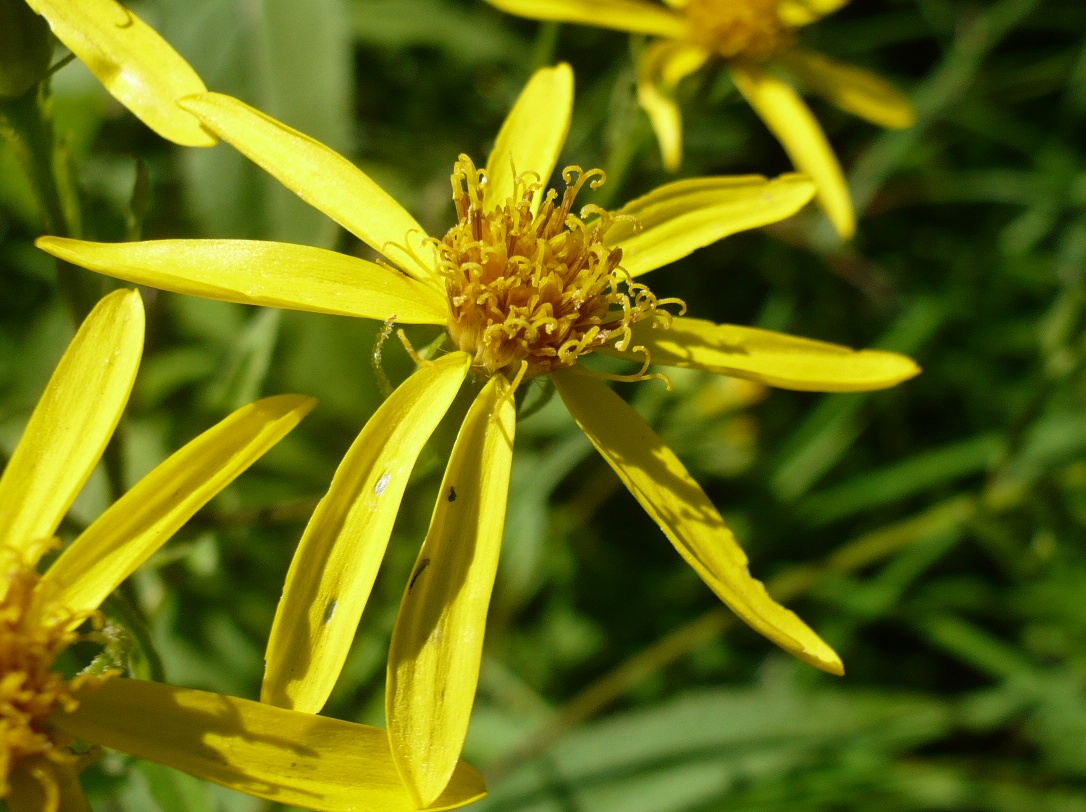 Image of Senecio nemorensis specimen.