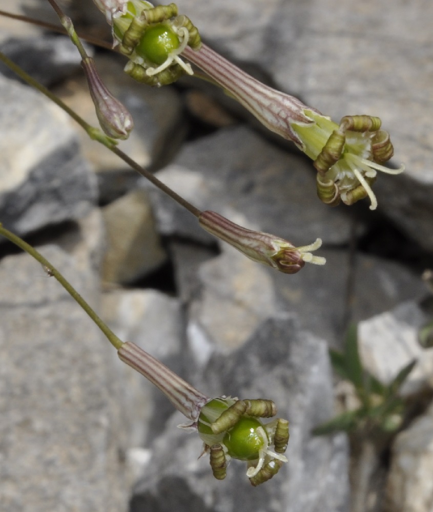 Изображение особи Silene parnassica ssp. dionysii.