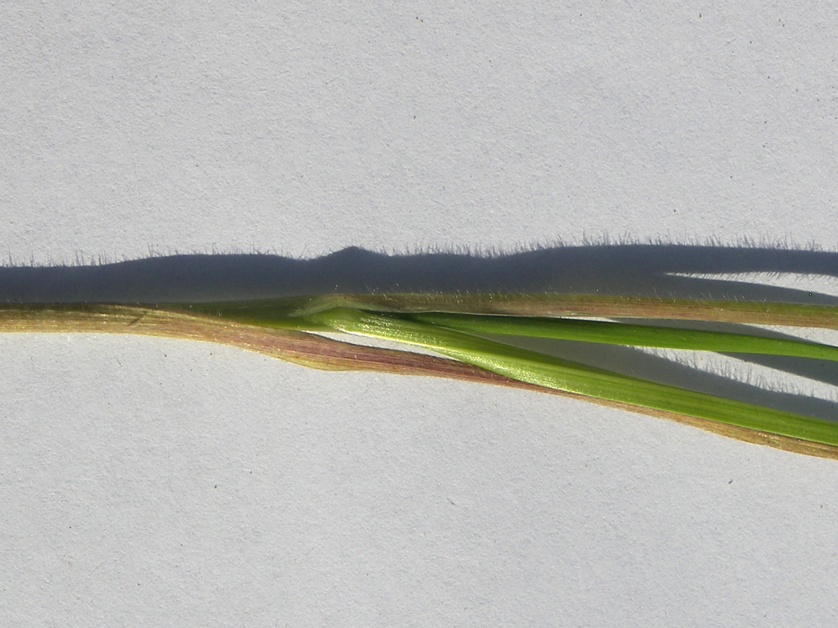 Image of Koeleria albovii specimen.