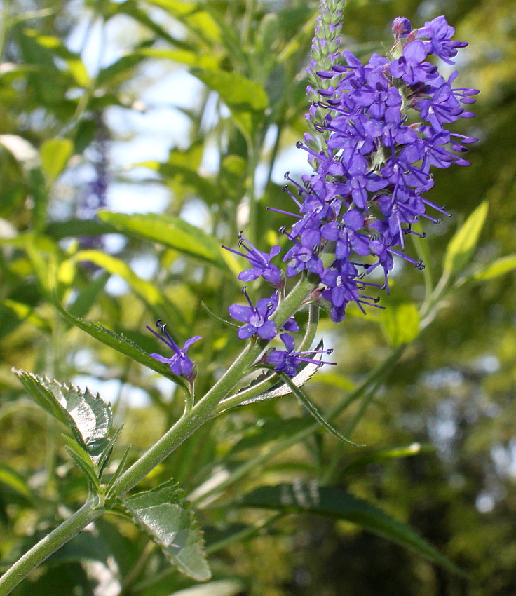 Image of Veronica longifolia specimen.