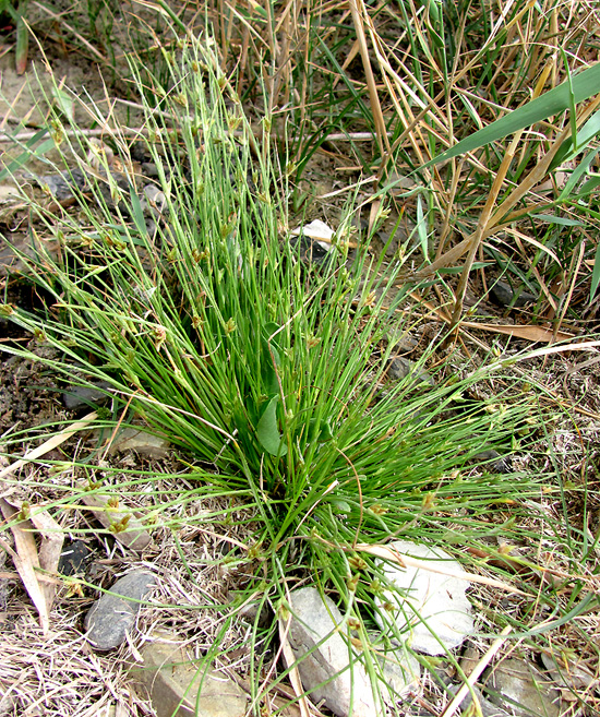 Image of Juncellus pannonicus specimen.