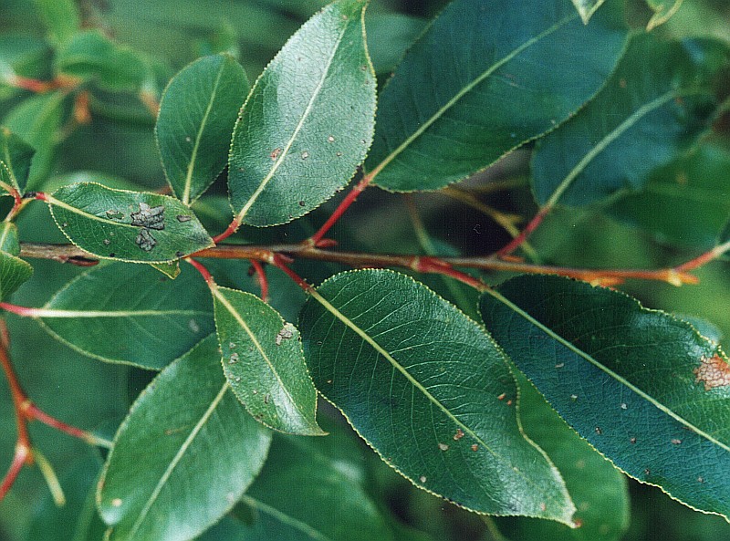 Image of Salix pentandra specimen.