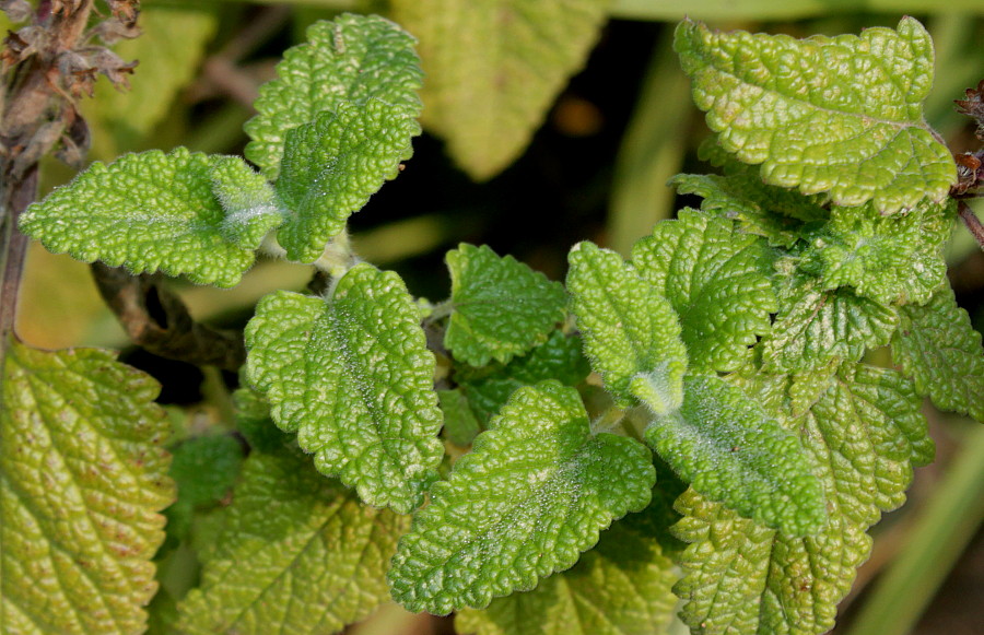 Image of Teucrium hircanicum specimen.