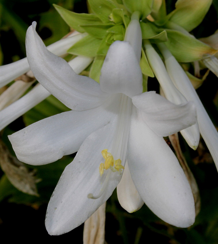 Изображение особи Hosta plantaginea var. japonica.