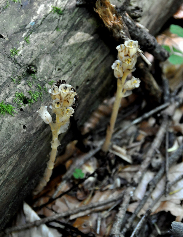 Image of Hypopitys monotropa specimen.