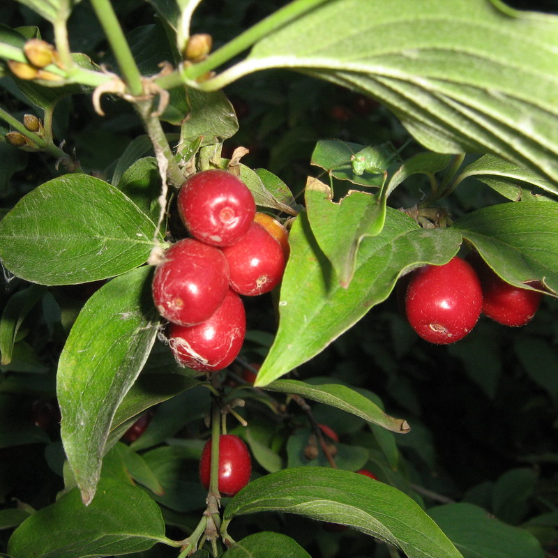 Image of Cornus mas specimen.