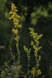 Galium verum. Верхушки побегов с соцветиями. Белгородская обл., пос. Борисовка, остепнённый луг. 27.06.2009.