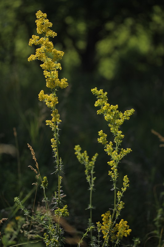 Image of Galium verum specimen.