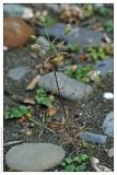 Plantago arenaria ssp. orientalis