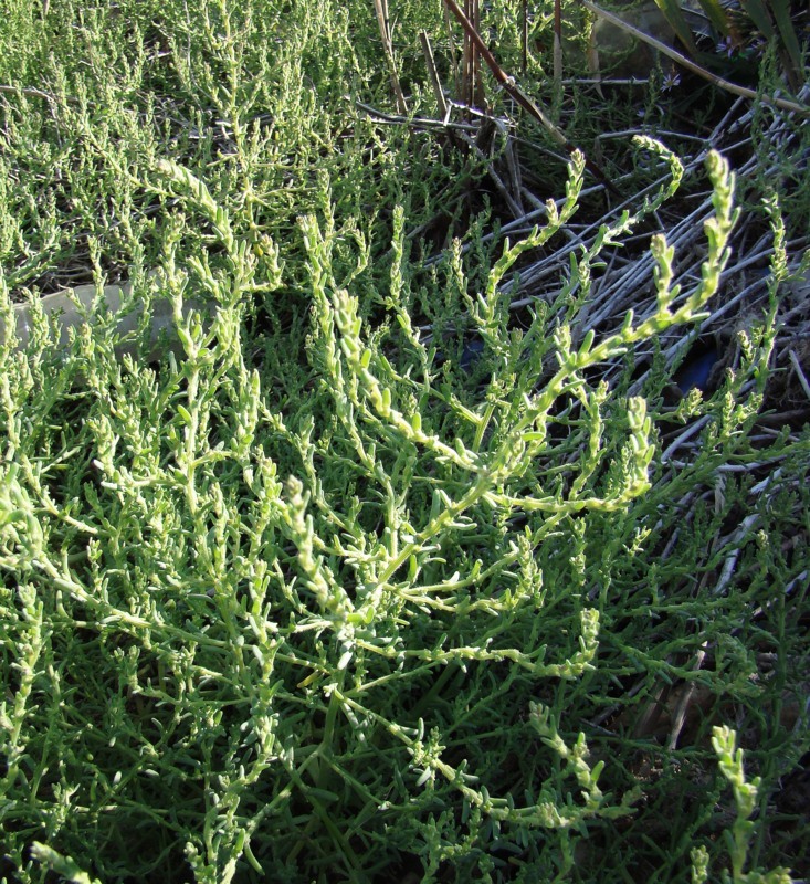 Image of Spirobassia hirsuta specimen.