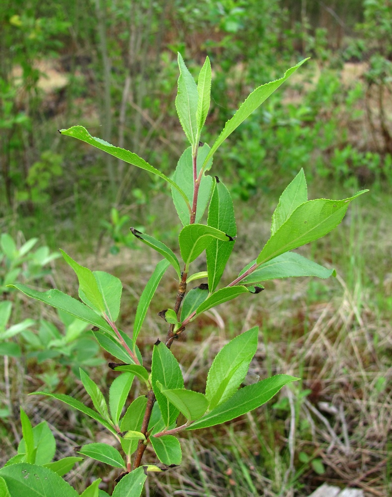 Image of Salix myrsinifolia specimen.