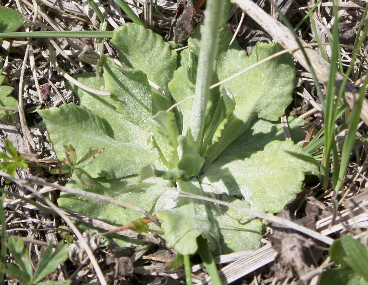 Image of Primula farinosa specimen.