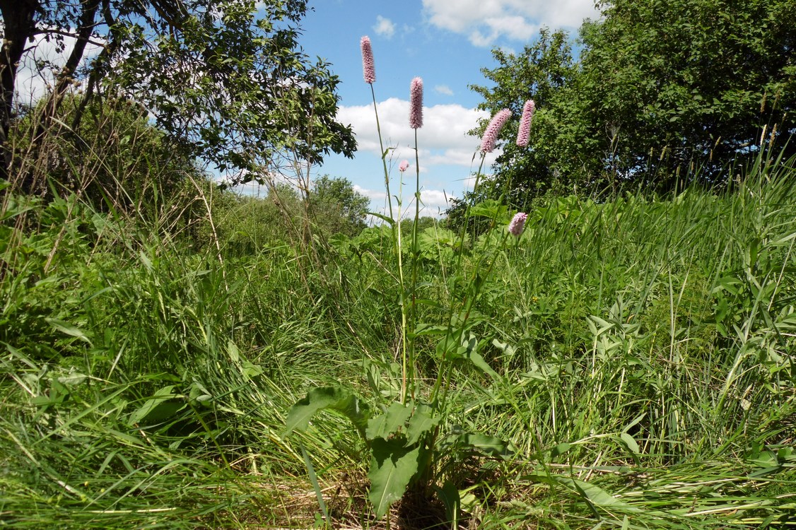 Image of Bistorta officinalis specimen.