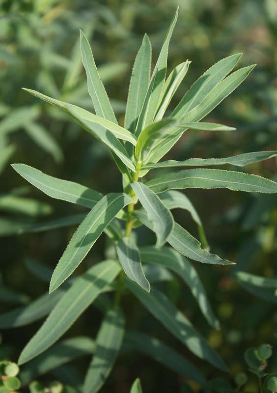 Изображение особи Euphorbia semivillosa.