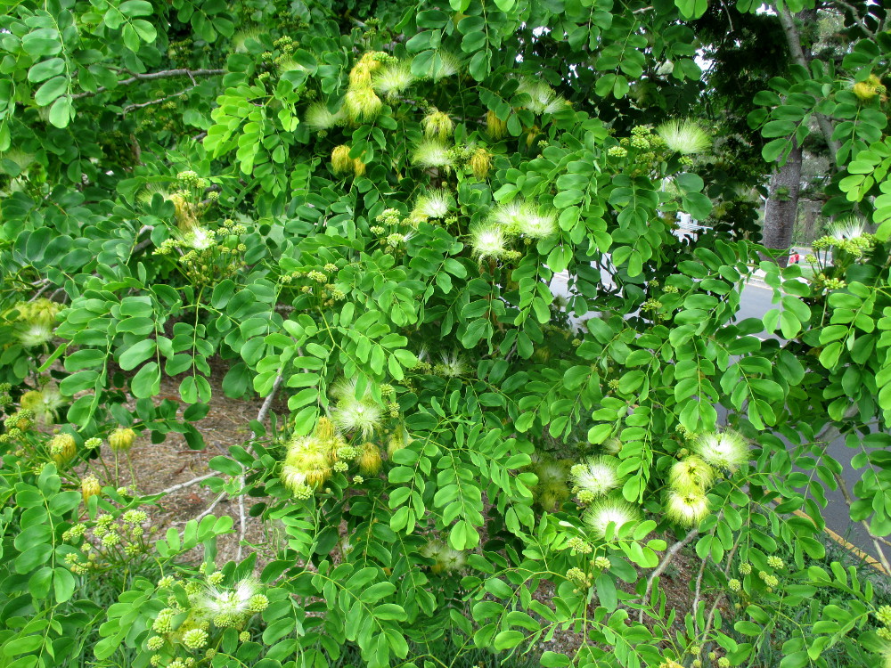 Image of Albizia lebbeck specimen.