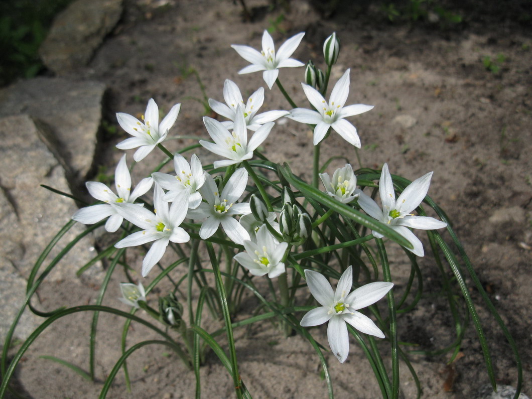 Image of Ornithogalum kochii specimen.