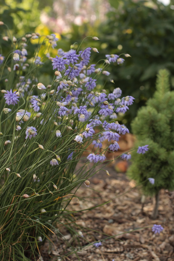 Image of Allium sikkimense specimen.