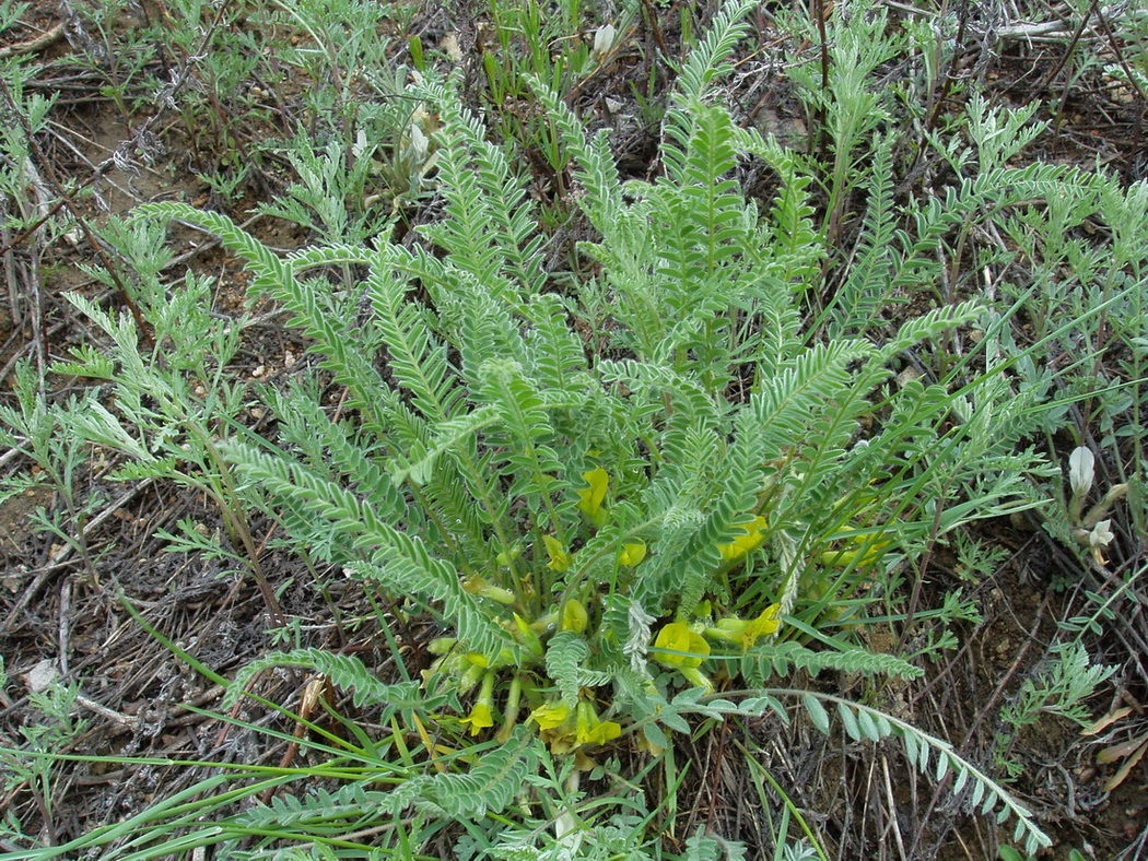 Image of Astragalus buchtormensis specimen.