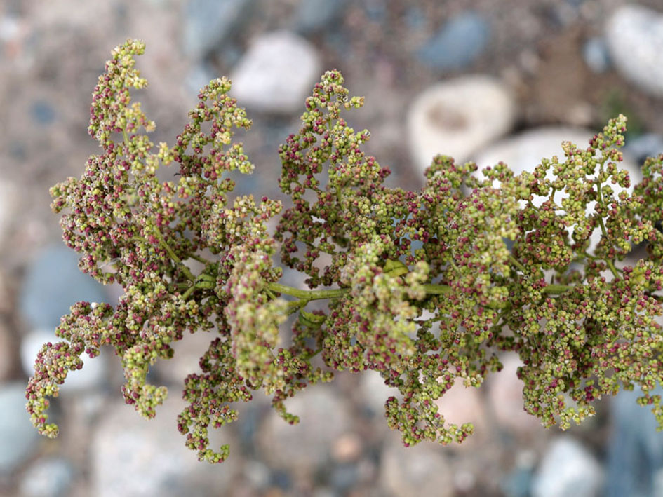 Image of Dysphania botrys specimen.