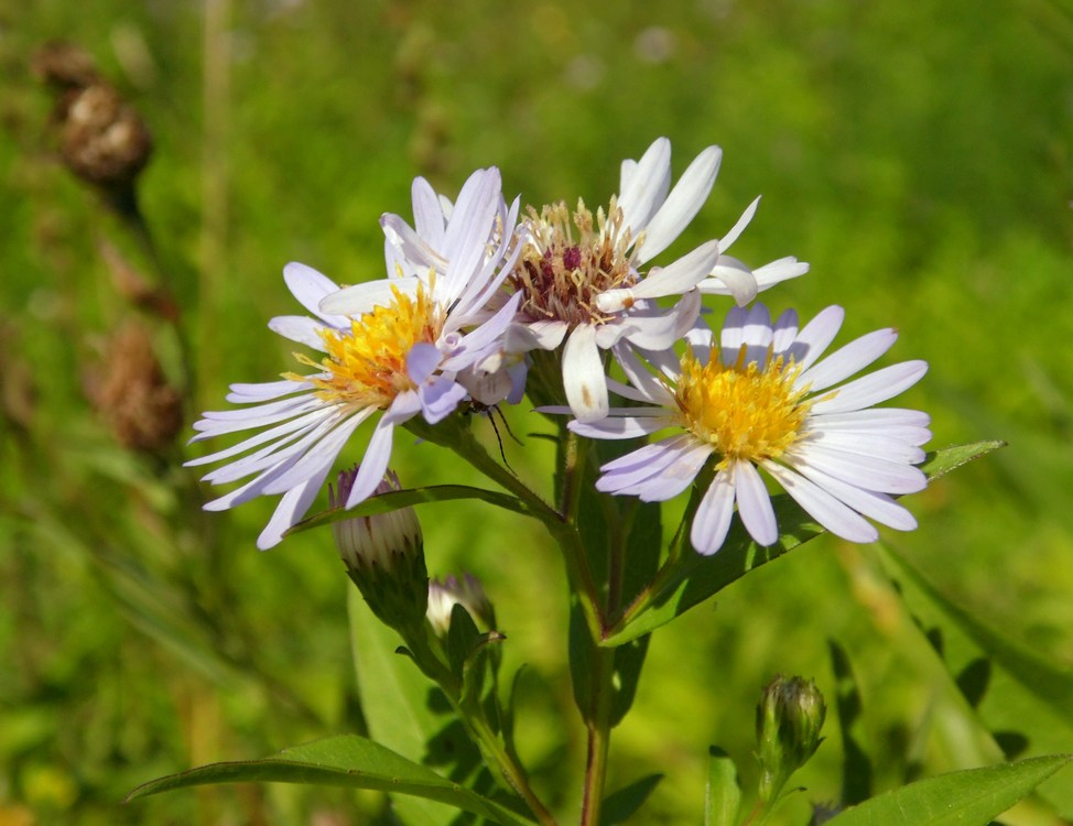 Изображение особи Symphyotrichum &times; salignum.