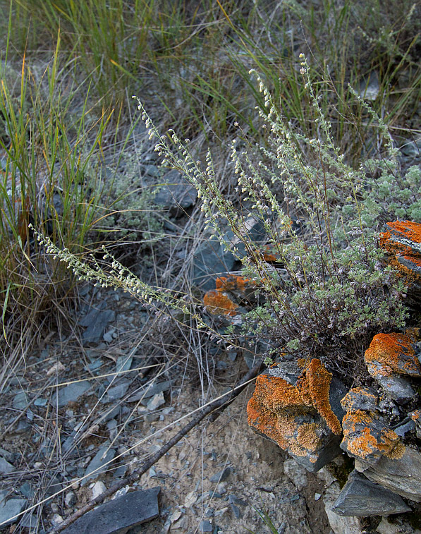 Image of Artemisia frigida specimen.