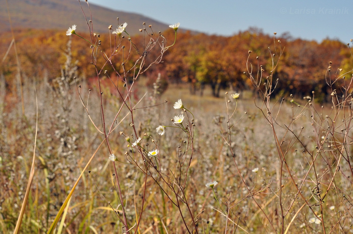 Image of Erigeron annuus specimen.