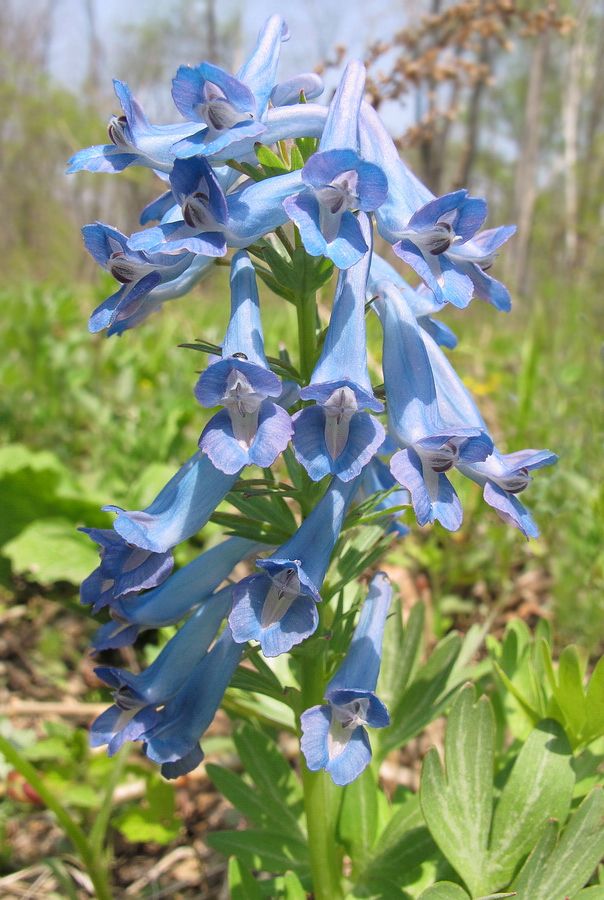 Image of Corydalis turtschaninovii specimen.