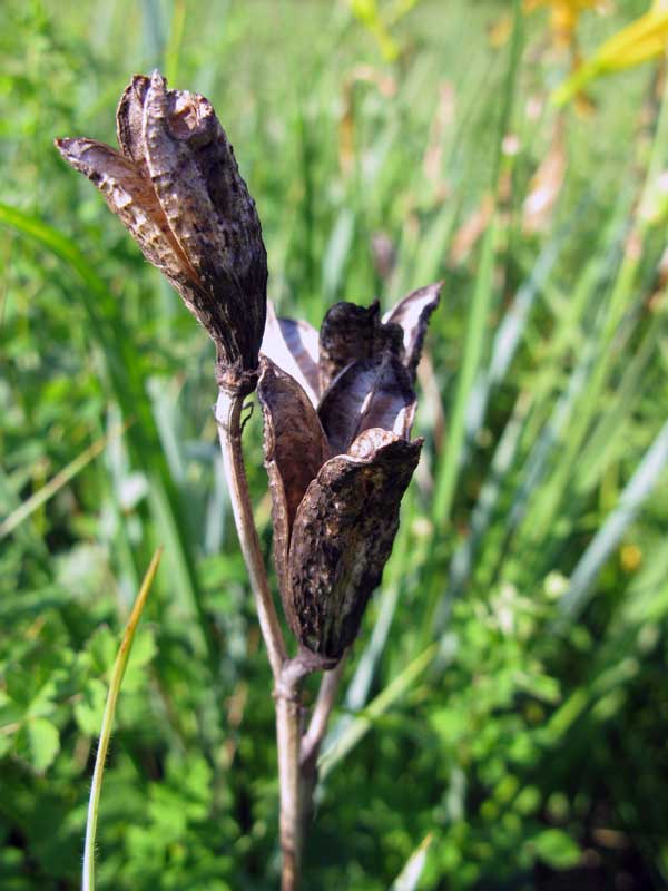 Image of Hemerocallis lilio-asphodelus specimen.