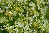 Cardaria draba