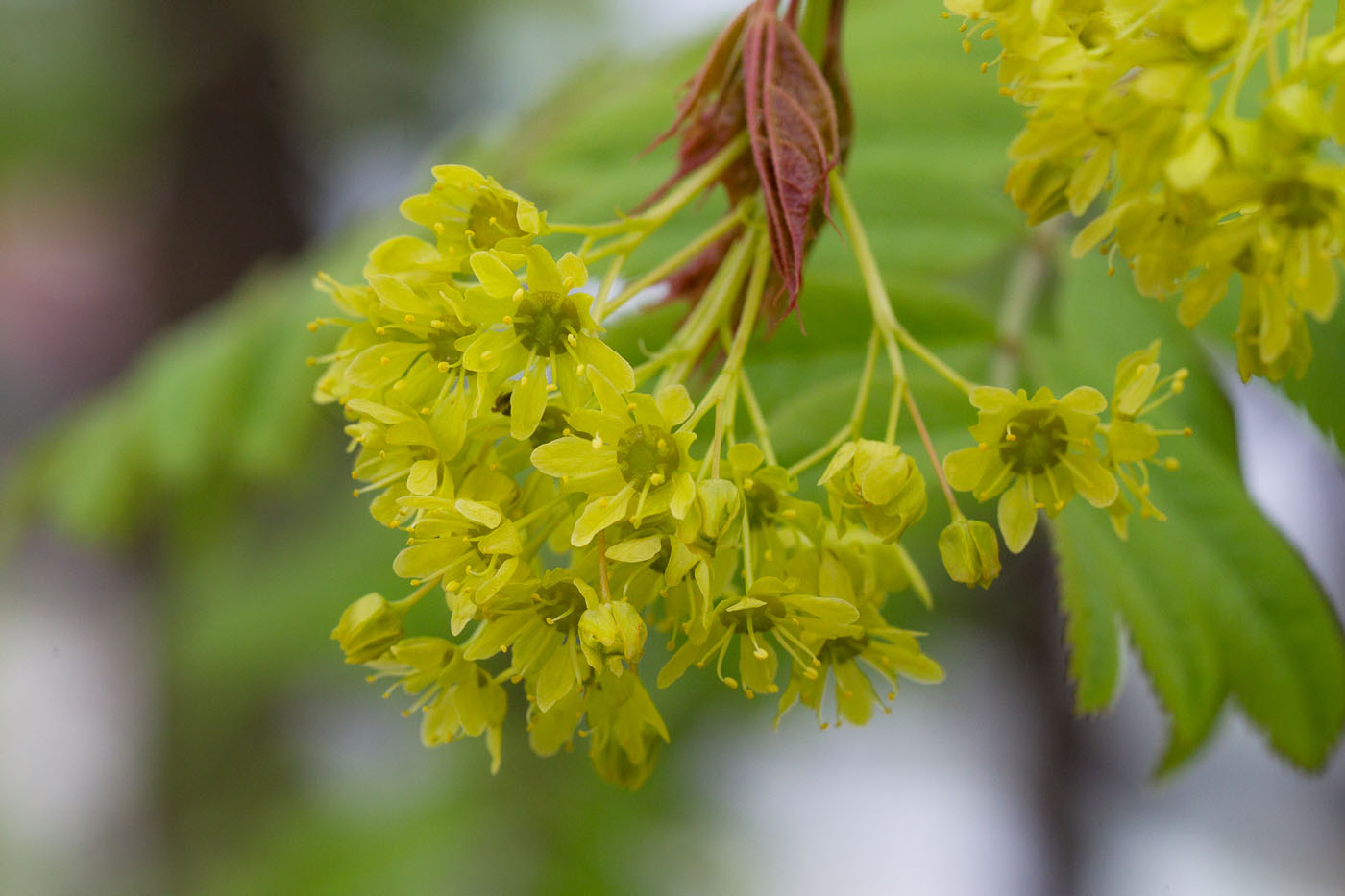 Image of Acer platanoides specimen.