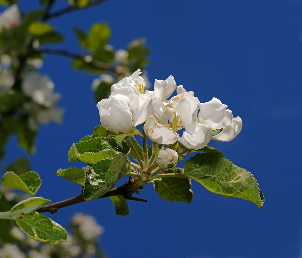 Image of Malus domestica specimen.