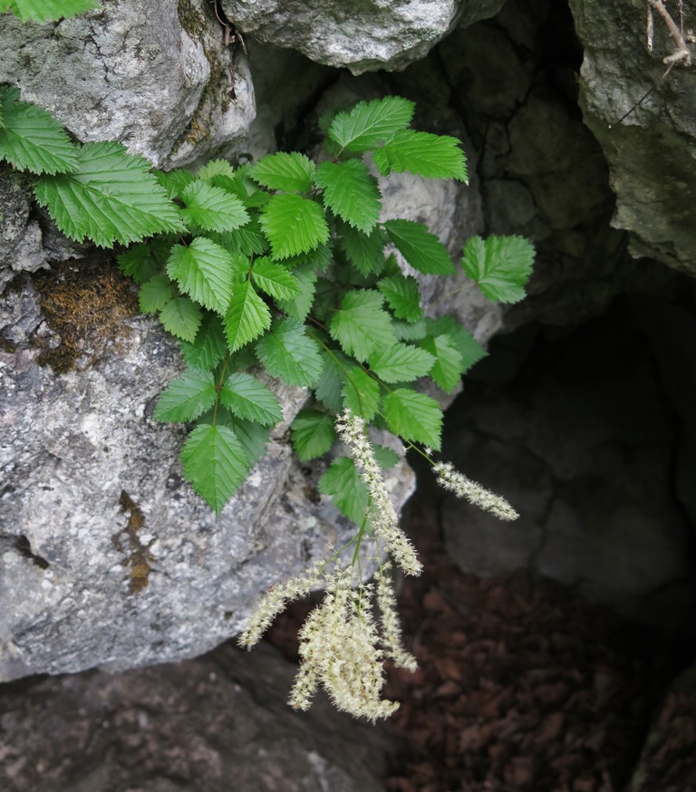 Image of Aruncus parvulus specimen.