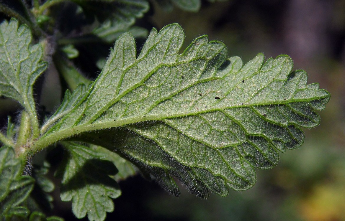 Image of Teucrium chamaedrys specimen.