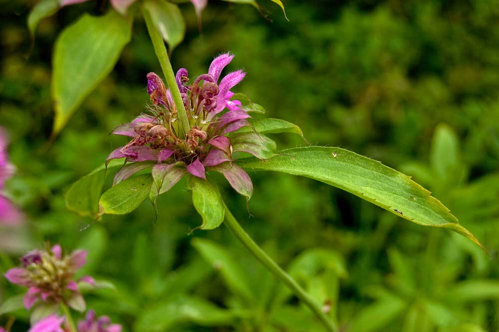 Изображение особи Monarda citriodora.