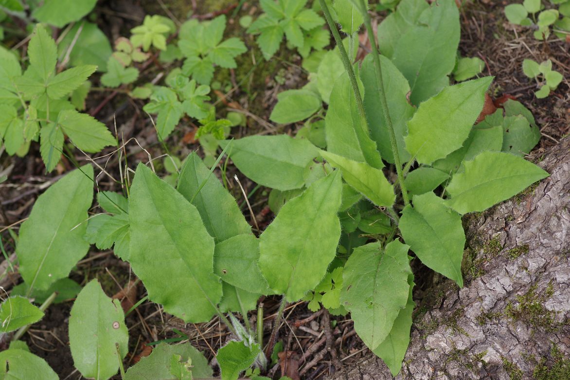 Изображение особи Hieracium koehleri.