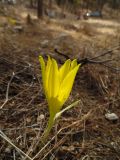 Sternbergia clusiana. Цветущее растение. Израиль, Северный Негев, лес Лаав. 05.11.2016.