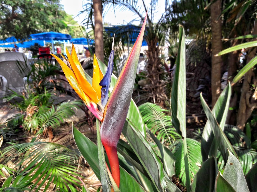 Image of Strelitzia reginae specimen.