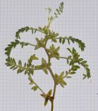 Astragalus tribuloides