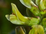 Astragalus glycyphyllos. Цветок. Молдова, Криулянский р-н, окр. с. Бутучены. 14.06.2015.