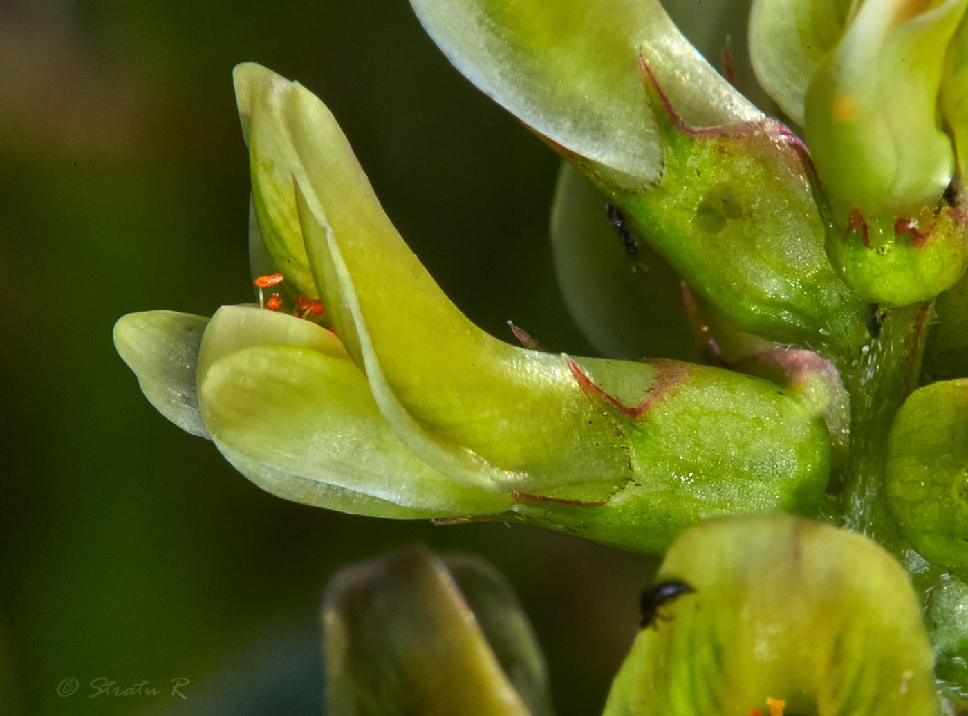 Image of Astragalus glycyphyllos specimen.