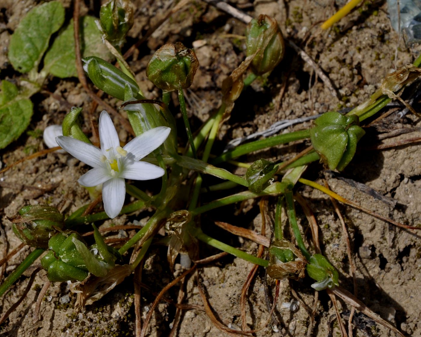 Image of Ornithogalum sibthorpii specimen.