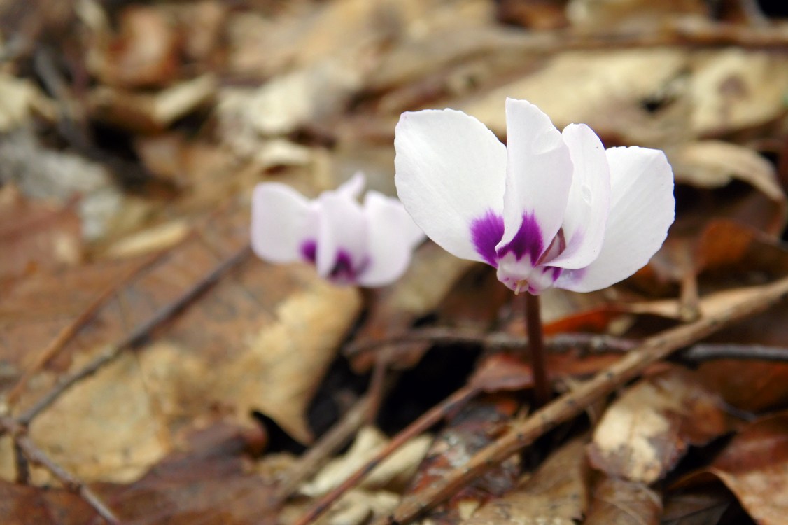 Image of Cyclamen coum specimen.